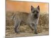 Cairn Terrier Standing with One Paw Raised-Petra Wegner-Mounted Photographic Print