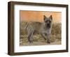 Cairn Terrier Standing with One Paw Raised-Petra Wegner-Framed Photographic Print