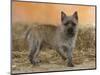 Cairn Terrier Standing with One Paw Raised-Petra Wegner-Mounted Photographic Print