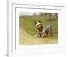 Cairn Terrier-Maud Earl-Framed Premium Giclee Print