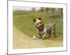 Cairn Terrier-Maud Earl-Mounted Premium Giclee Print