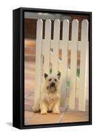 Cairn Terrier-DLILLC-Framed Stretched Canvas