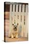 Cairn Terrier-DLILLC-Stretched Canvas