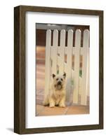 Cairn Terrier-DLILLC-Framed Photographic Print