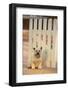 Cairn Terrier-DLILLC-Framed Photographic Print