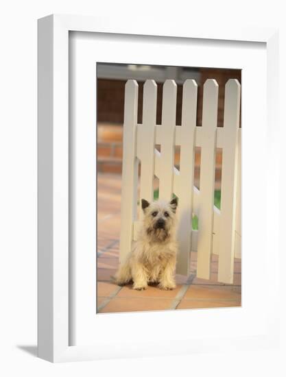 Cairn Terrier-DLILLC-Framed Photographic Print