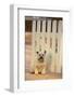 Cairn Terrier-DLILLC-Framed Photographic Print