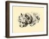 Cairn Terrier-Lucy Dawson-Framed Art Print