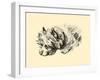 Cairn Terrier-Lucy Dawson-Framed Art Print