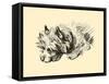 Cairn Terrier-Lucy Dawson-Framed Stretched Canvas