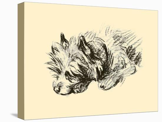 Cairn Terrier-Lucy Dawson-Stretched Canvas