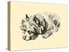 Cairn Terrier-Lucy Dawson-Stretched Canvas