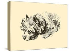 Cairn Terrier-Lucy Dawson-Stretched Canvas