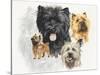 Cairn Terrier-Barbara Keith-Stretched Canvas