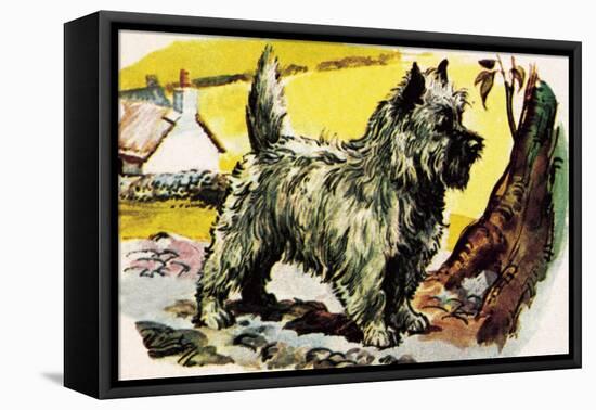 Cairn Terrier-English School-Framed Stretched Canvas