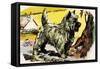 Cairn Terrier-English School-Framed Stretched Canvas