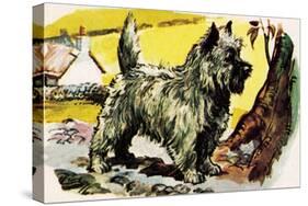 Cairn Terrier-English School-Stretched Canvas