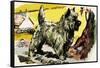 Cairn Terrier-English School-Framed Stretched Canvas