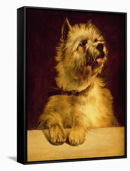 Cairn Terrier-George Earl-Framed Stretched Canvas