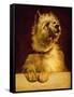 Cairn Terrier-George Earl-Framed Stretched Canvas