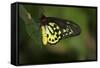 Cairns Birdwing Butterfly-null-Framed Stretched Canvas