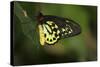 Cairns Birdwing Butterfly-null-Stretched Canvas