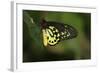 Cairns Birdwing Butterfly-null-Framed Photographic Print