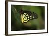 Cairns Birdwing Butterfly-null-Framed Photographic Print