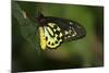 Cairns Birdwing Butterfly-null-Mounted Photographic Print