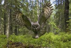 Great Grey Owl (Strix Nebulosa) in Flight in Boreal Forest, Northern Oulu, Finland, June 2008-Cairns-Photographic Print