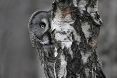 Great Grey Owl (Strix Nebulosa) in Flight in Boreal Forest, Northern Oulu, Finland, June 2008-Cairns-Photographic Print