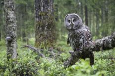 Great Grey Owl (Strix Nebulosa) Landing on Branch, Oulu, Finland, June 2008-Cairns-Photographic Print