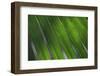 Cairns, Queensland, Australia-Paul Dymond-Framed Photographic Print