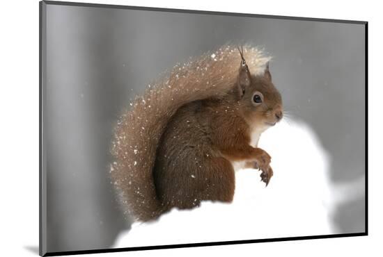 Photographic Print, , large