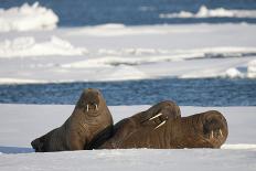 Three Walrus (Odobenus Rosmarus) Resting on Sea Ice, Svalbard, Norway, August 2009-Cairns-Photographic Print