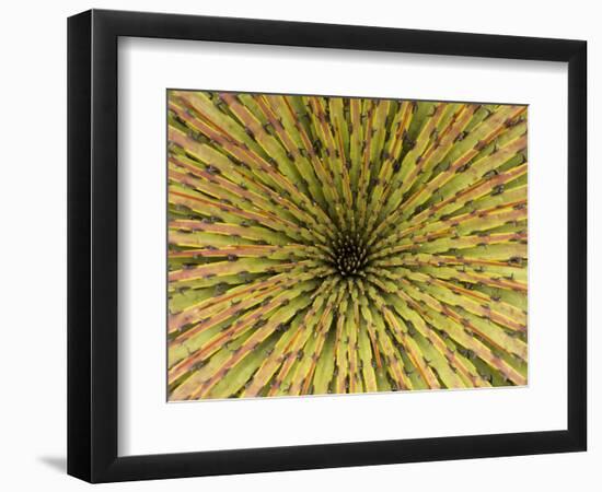 Cajas National Park, Ecuador-Merrill Images-Framed Photographic Print