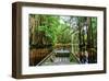 Cajun Country II-null-Framed Art Print