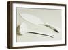 Cake Server and Ladle, Ceramic, La Porcellana Bianca, Italy-null-Framed Giclee Print