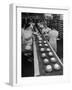 Cakes Being Frosted in A&P Plant-Herbert Gehr-Framed Photographic Print