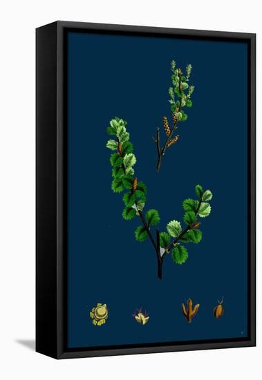 Cakile Maritima; Sea Rocket-null-Framed Stretched Canvas