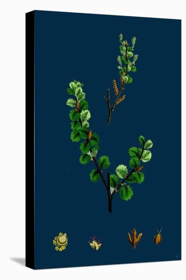 Cakile Maritima; Sea Rocket-null-Stretched Canvas