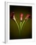 Cala Lilies 1-Mark Ashkenazi-Framed Giclee Print