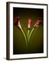 Cala Lilies 1-Mark Ashkenazi-Framed Giclee Print