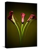 Cala Lilies 1-Mark Ashkenazi-Stretched Canvas
