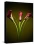 Cala Lilies 1-Mark Ashkenazi-Stretched Canvas