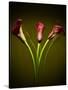 Cala Lilies 1-Mark Ashkenazi-Stretched Canvas