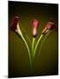 Cala Lilies 1-Mark Ashkenazi-Mounted Giclee Print