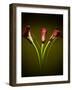 Cala Lilies 1-Mark Ashkenazi-Framed Giclee Print