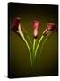 Cala Lilies 1-Mark Ashkenazi-Stretched Canvas