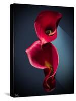 Cala Lilies 2-Mark Ashkenazi-Stretched Canvas